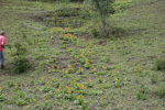 <i>Primula bulleyana </i>