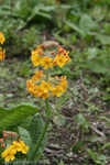 <i>Primula bulleyana </i>