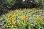 <i>Primula bulleyana </i>