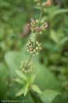 <i>Primula bulleyana </i>