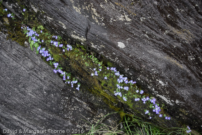 <i>Primula buryana var. purpurea </i>