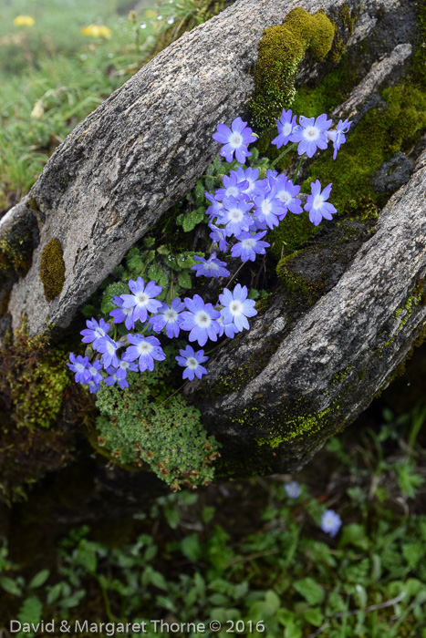 <i>Primula buryana var. purpurea </i>