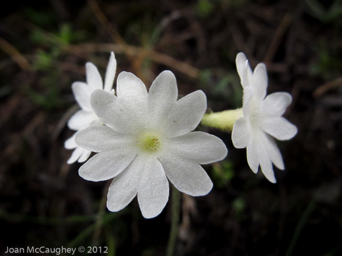 <i>Primula buryana </i>