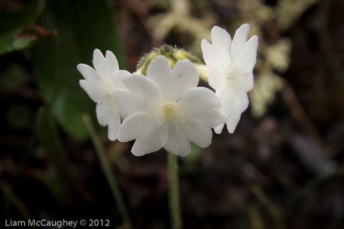 <i>Primula buryana </i>