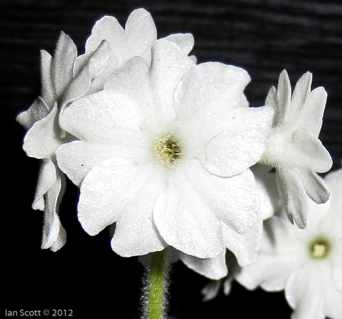 <i>Primula buryana </i>