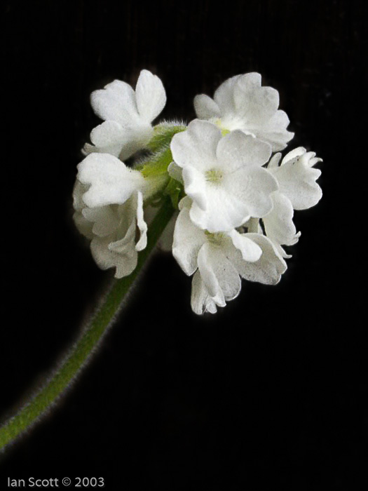 <i>Primula buryana </i>