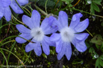 <i>Primula buryana var. purpurea </i>