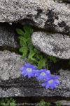 <i>Primula buryana var. purpurea </i>