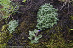 <i>Primula buryana var. purpurea </i>