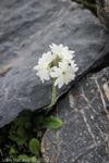 <i>Primula buryana </i>