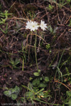 <i>Primula buryana </i>