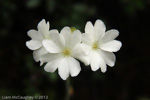 <i>Primula buryana </i>