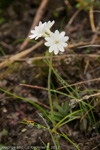 <i>Primula buryana </i>