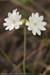 <i>Primula buryana </i>