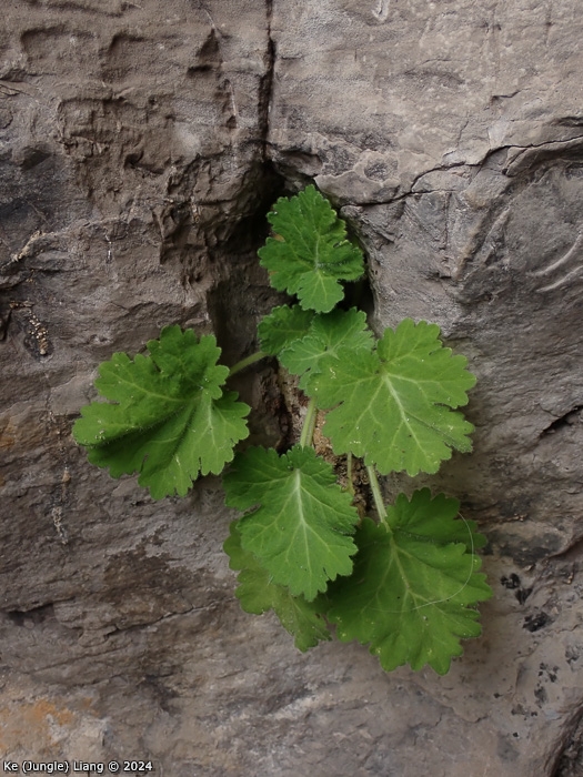 <i>Primula calciphila </i>