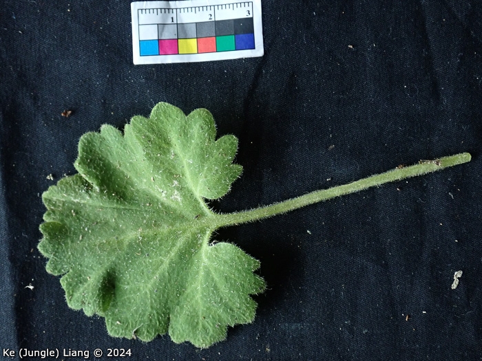 <i>Primula calciphila </i>