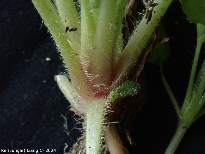 <i>Primula calciphila </i>