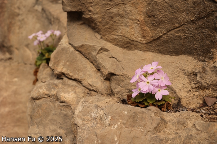 <i>Primula calciphila </i>