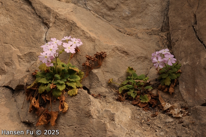 <i>Primula calciphila </i>