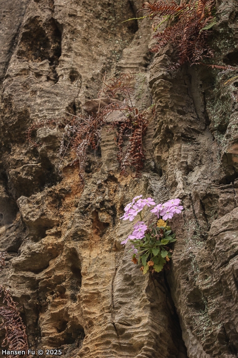 <i>Primula calciphila </i>