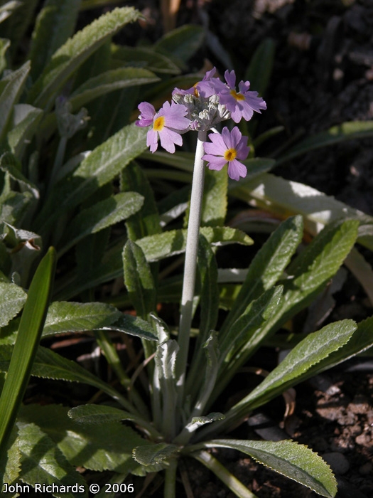 <i>Primula caldaria </i>