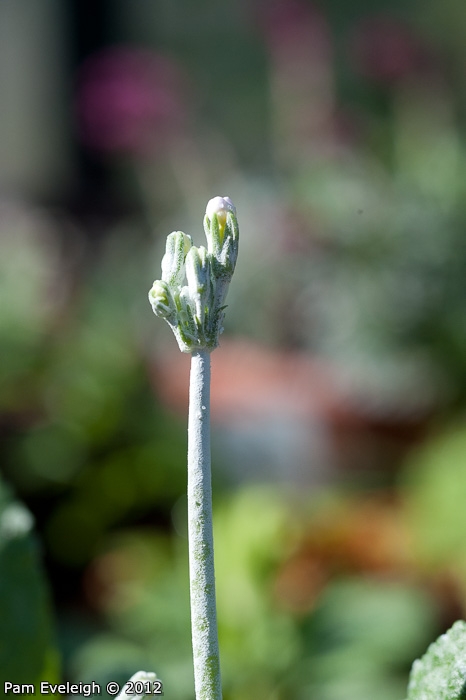 <i>Primula caldaria </i>