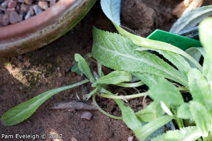 <i>Primula caldaria </i>
