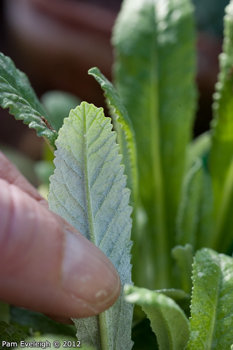 <i>Primula caldaria </i>