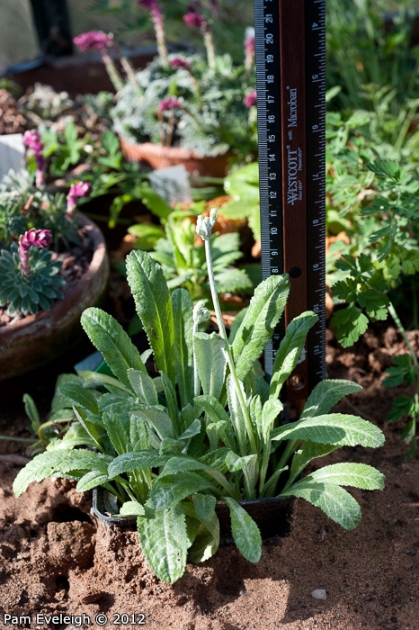 <i>Primula caldaria </i>