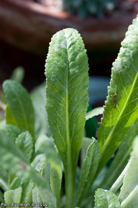 <i>Primula caldaria </i>