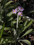 <i>Primula caldaria </i>