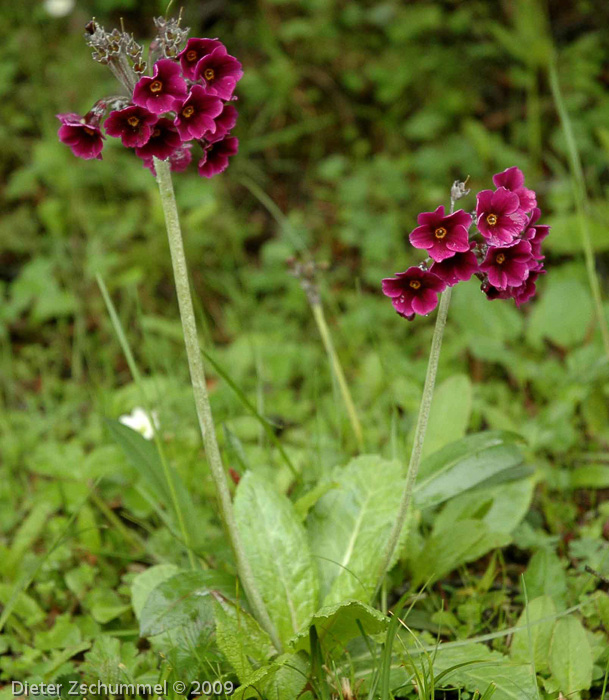 Primula calderiana