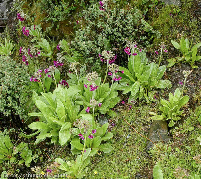 Primula calderiana