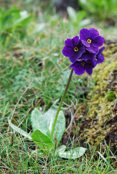 Primula calderiana