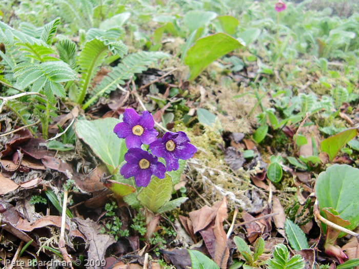 Primula calderiana