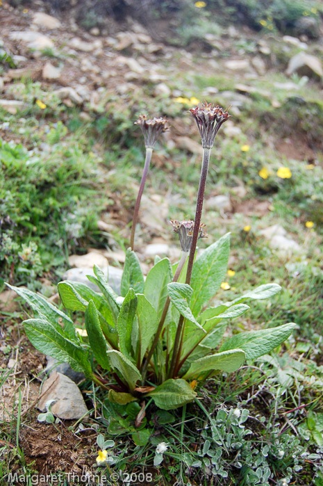 Primula calderiana