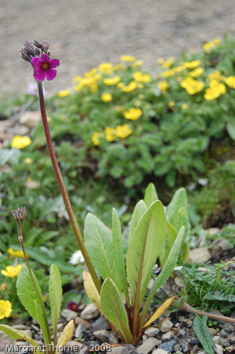 Primula calderiana