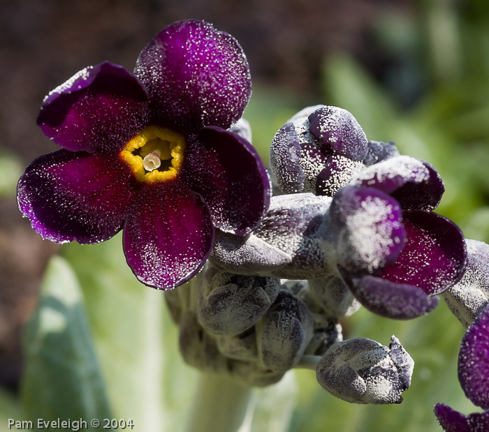 Primula calderiana