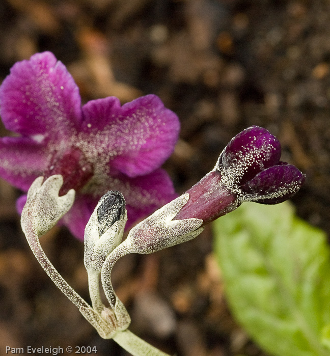 Primula calderiana