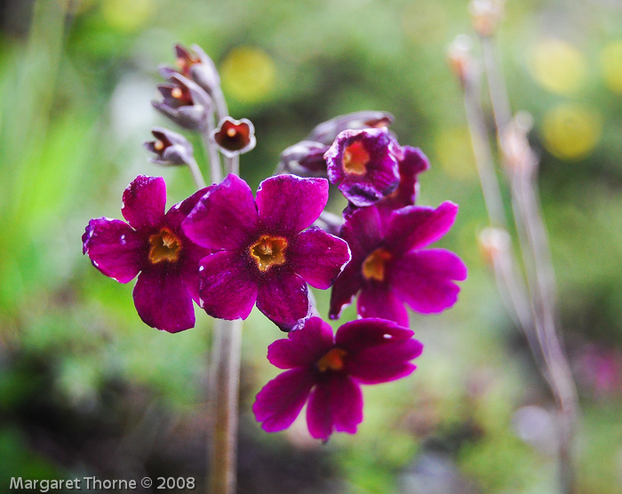 Primula calderiana