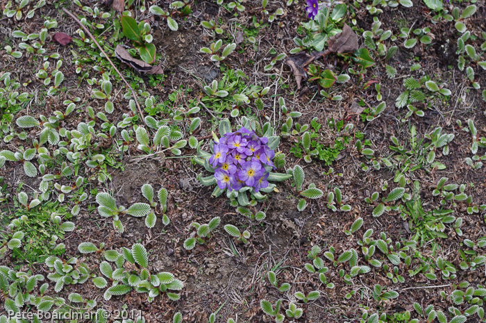 P. calderiana x P. strumosa