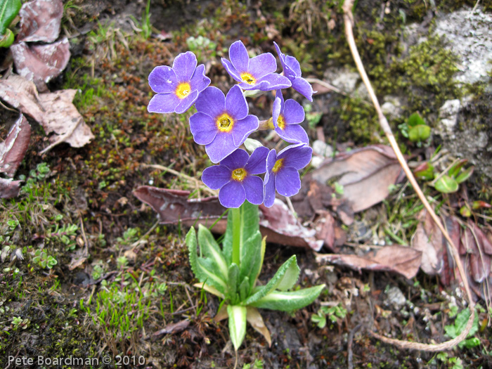 P. calderiana x P. strumosa