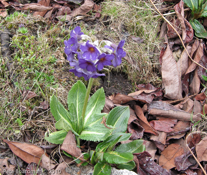 P. calderiana x P. strumosa