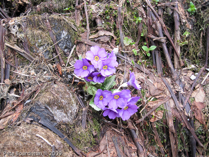 Primula calderiana