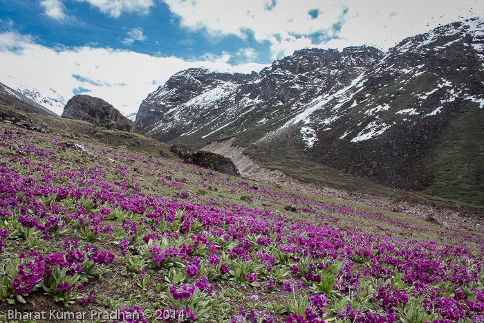 Primula calderiana