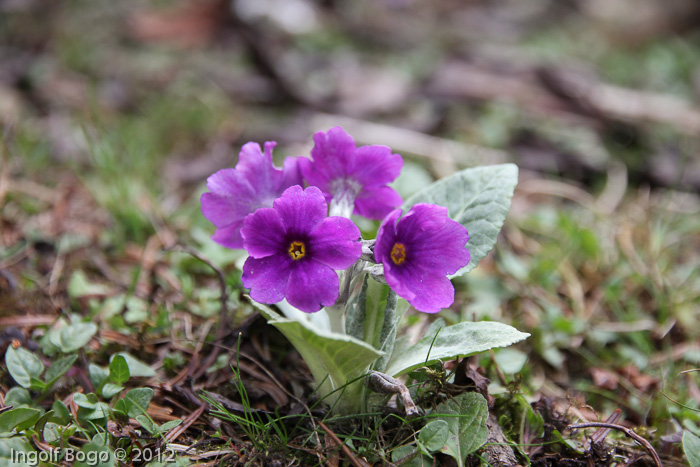 Primula calderiana