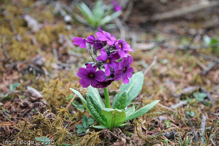 Primula calderiana