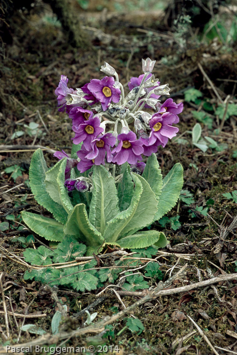 Primula calderiana