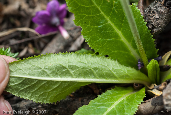 Primula calderiana