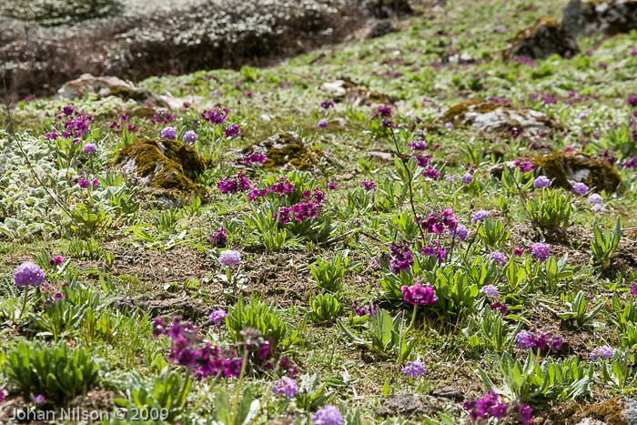 Primula calderiana